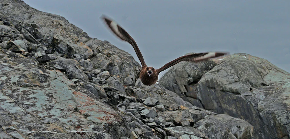 imagem de skua em voo