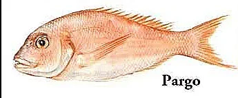 Ilustração de um peixe pargo