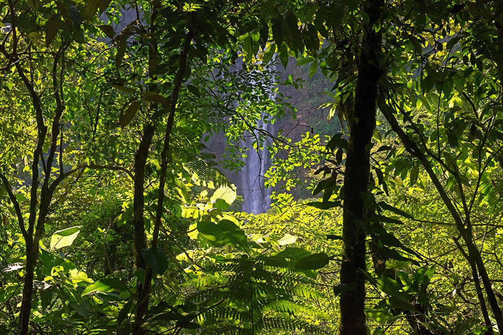 imagem da mata atlântica que cerca Antonina