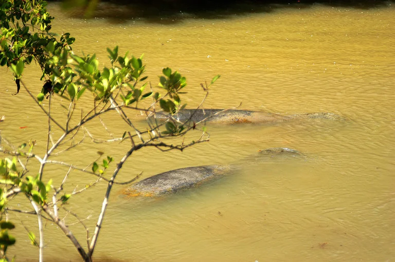 imagem de dois peixes boi no rio