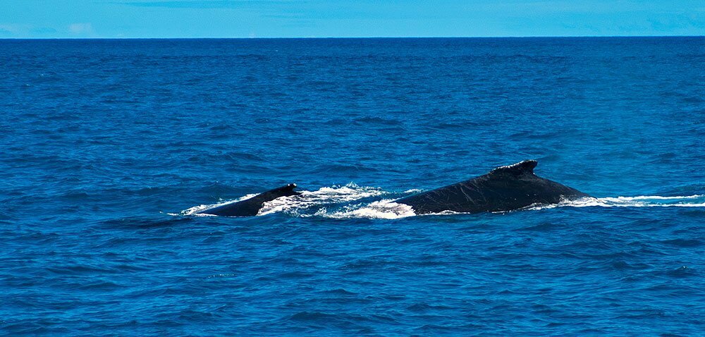 imagem de baleia jubarte e filhote