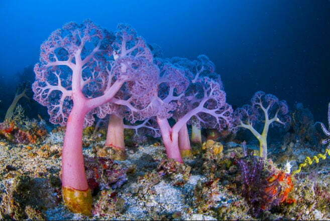  Imagem de recifes de corais