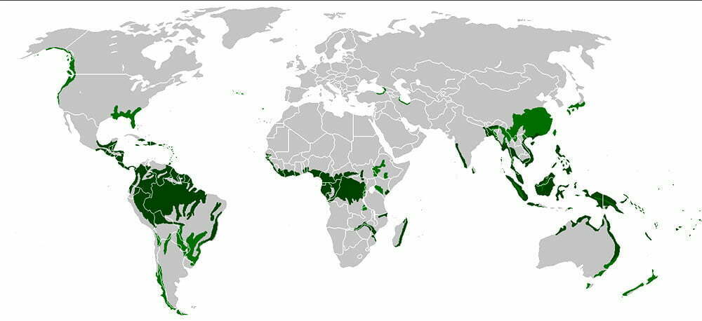 mapa da distribuição das florestas tropicais no mundo