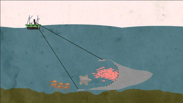 ilustração sobre pesca de arrasto