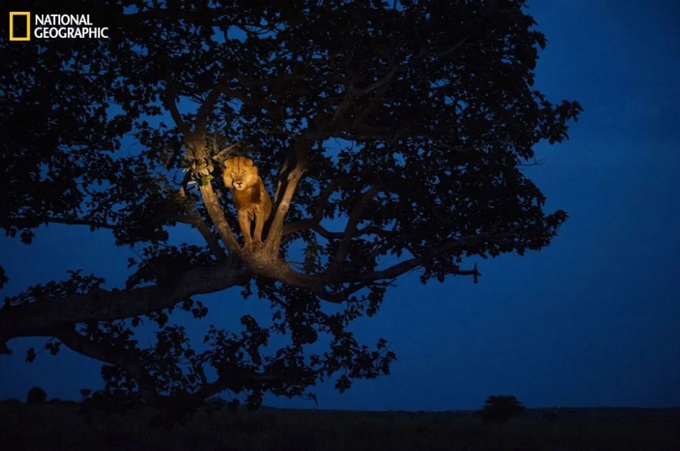 imagem de leão em cima de árvore