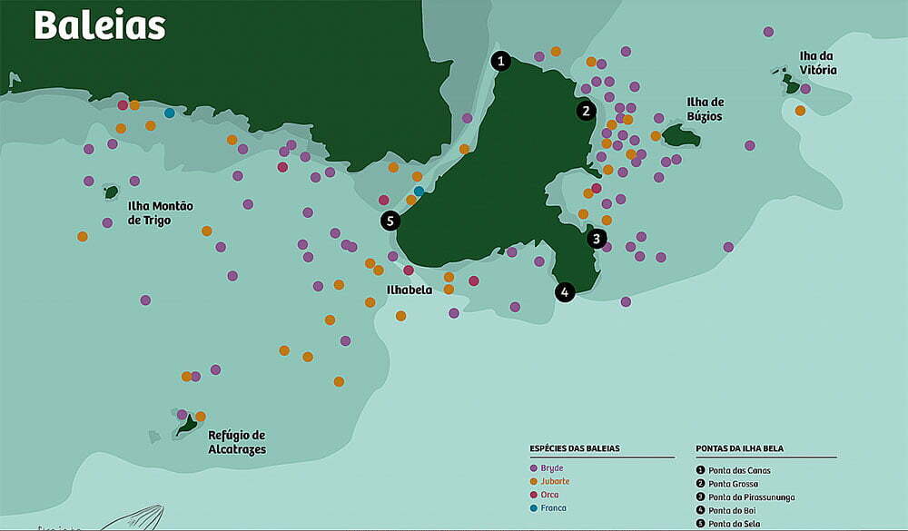 mapa de avistagens de baleias em Ilhabela