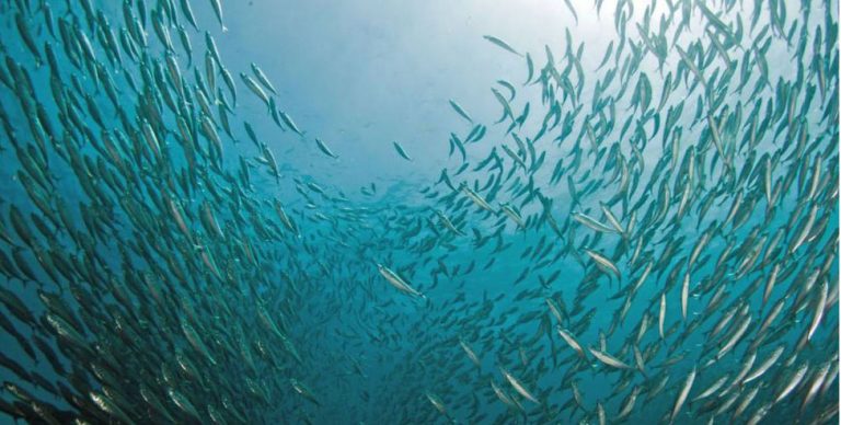 imagem de cardume de peixes carapau