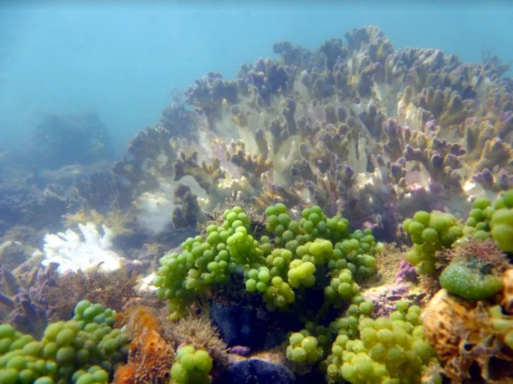 imagem de colônia de corais-de-fogo com branqueamento.