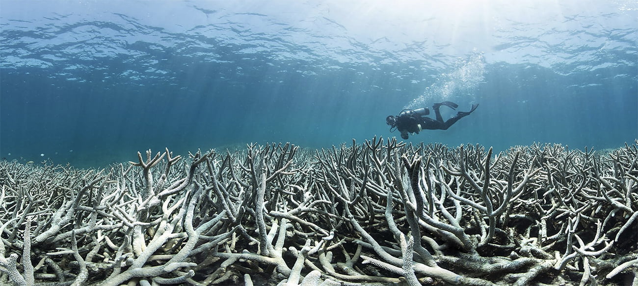 imagem de branqueamento de corais