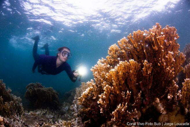 imagem de mergulhadora observando morte de corais
