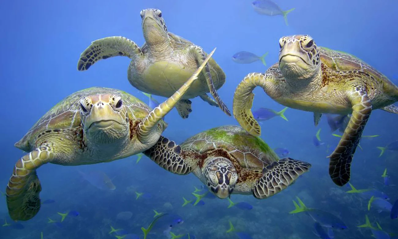 imagem de tartarugas nadando