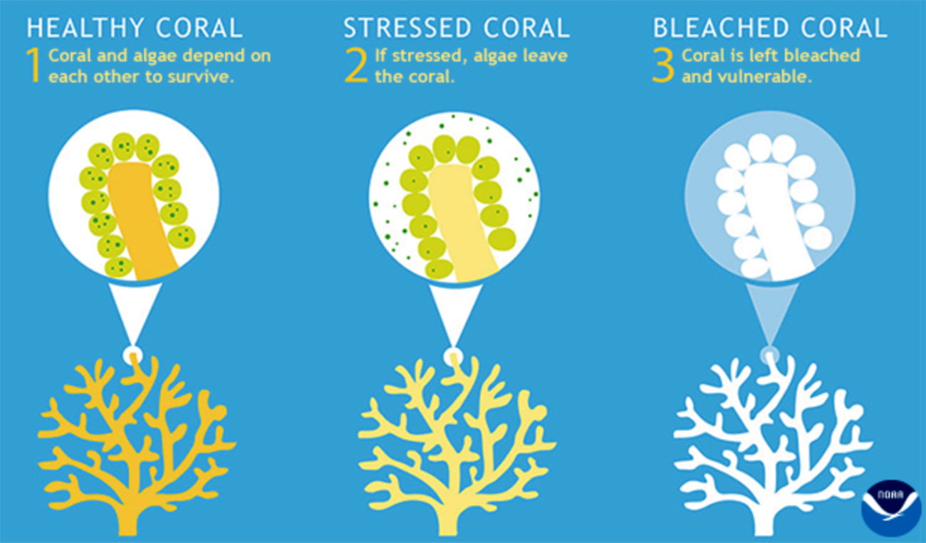 infográfico mostra branqueamento de corais