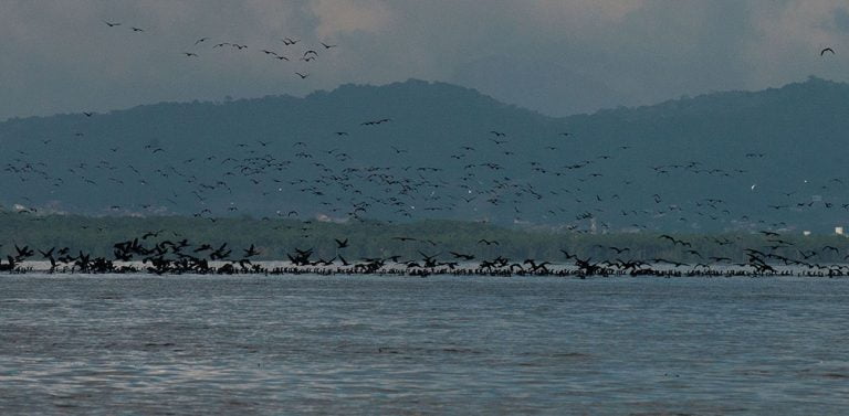 imagem e biguás na baía de Babitonga