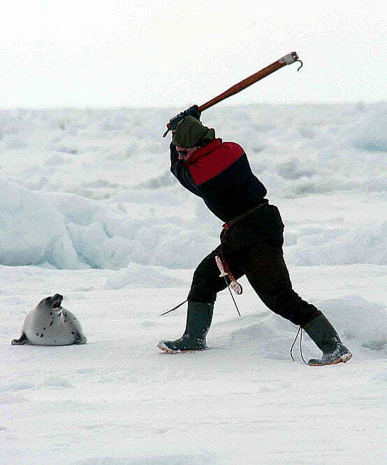 imagem de caçador matando foca no canadá