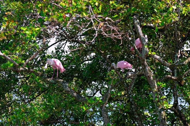 imagem de colhereiros na copa do Mange