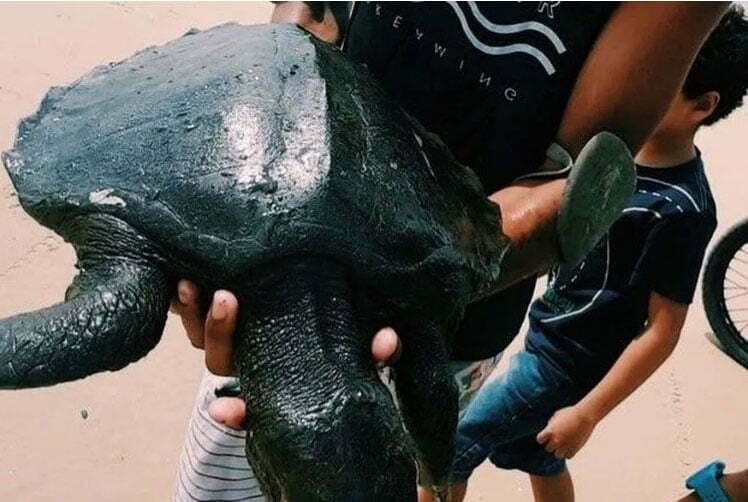 imagem de tartaruga coberta de piche