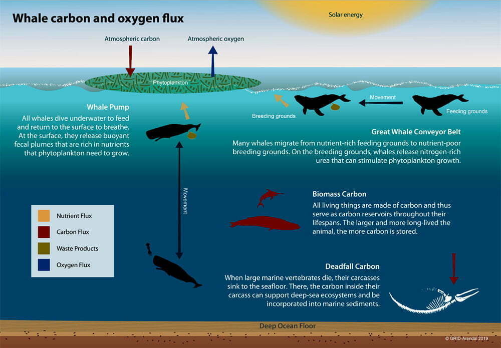 infografia mostra que Baleias podem ajudar no aquecimento global
