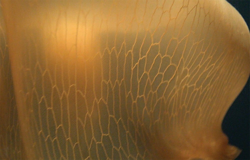 imagem em close da pele da agua-viva incomum