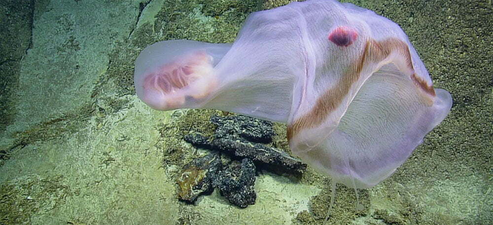 imagem da água-viva incomum Deepstaria enigmatica