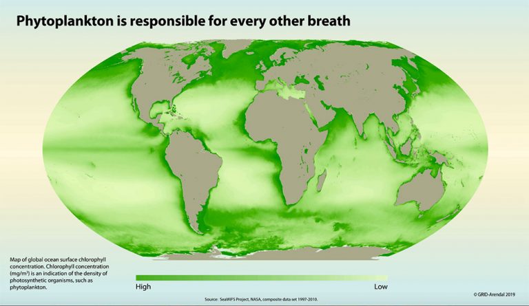 inforgrama mostra distribuição do fitoplâncton no globo