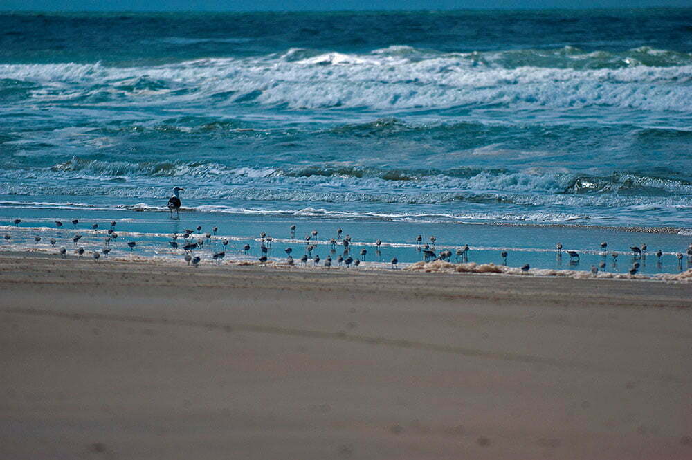 imagem de gaviotão e maçaricos na praia do Cassino