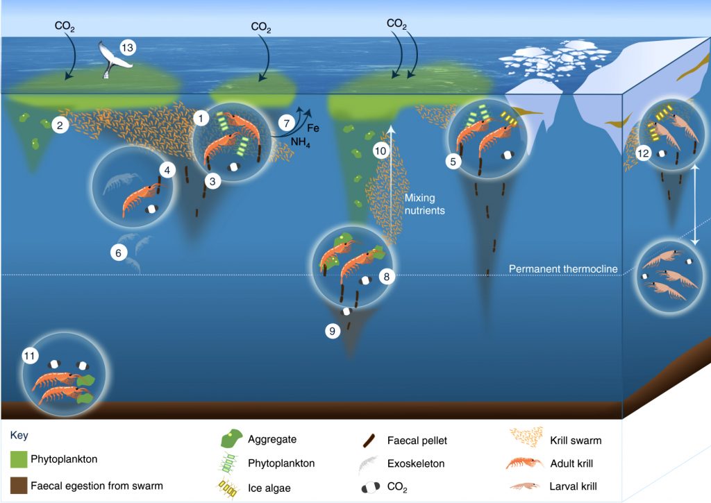 infográfico mostra o krill como bomba biológica