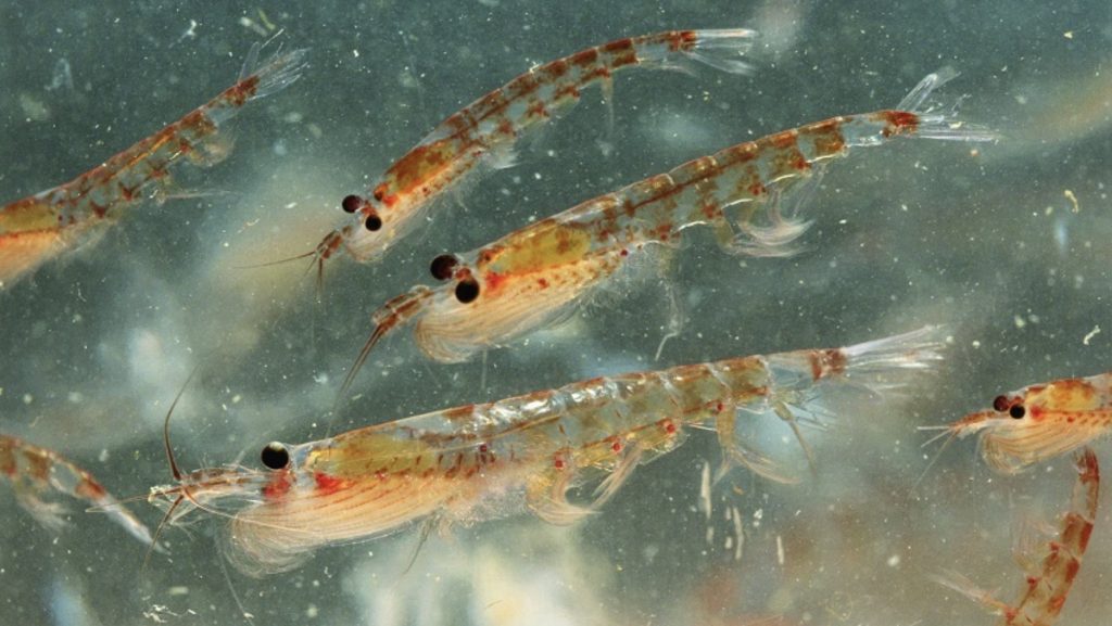 imagem de grupo de krill