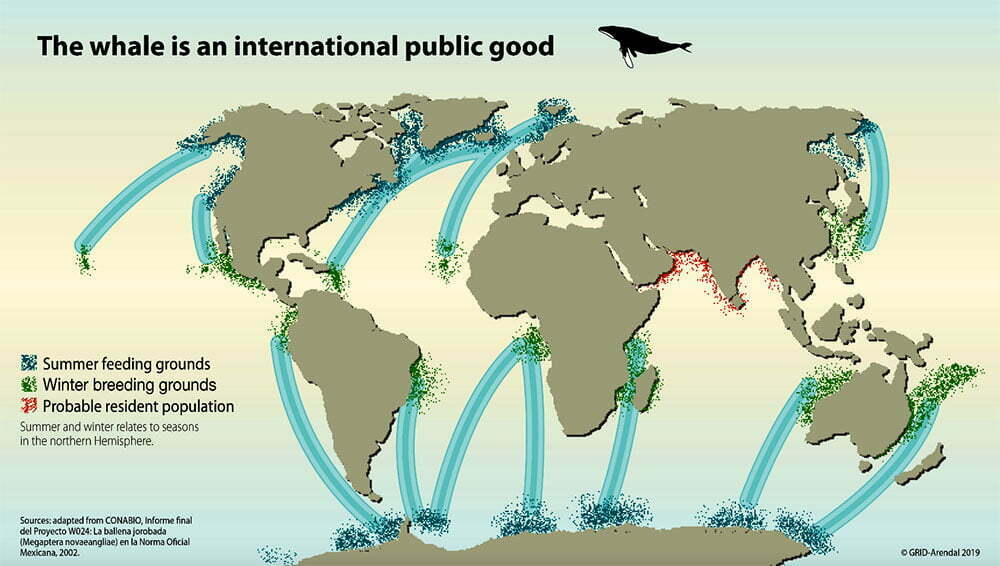 infografia mostra a rota das baleias pelo mundo