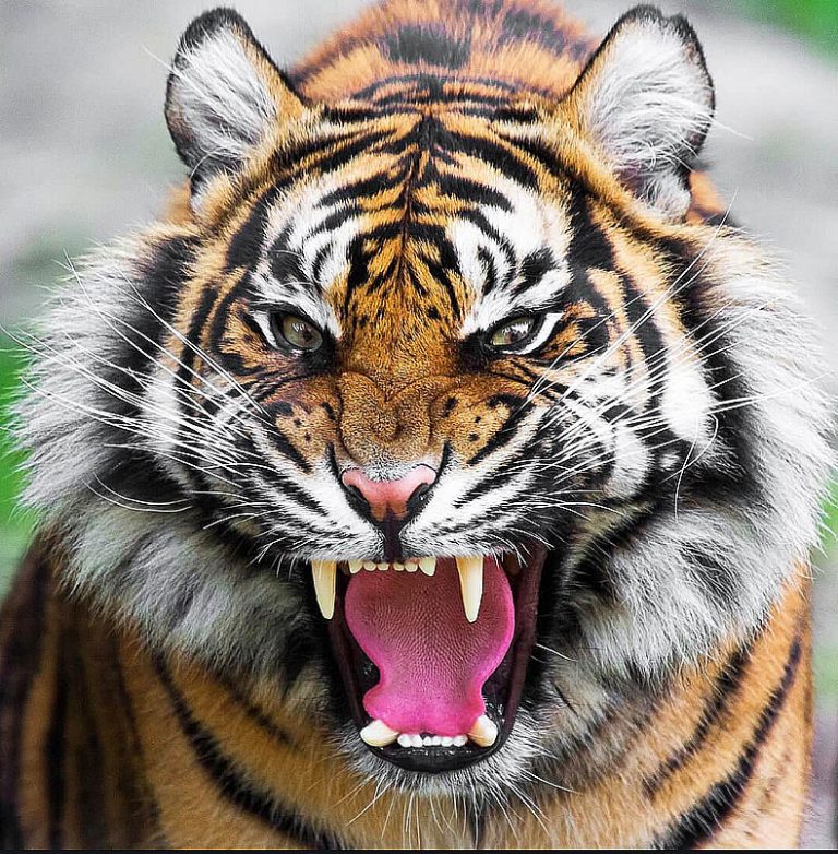 imagem de tigre feroz