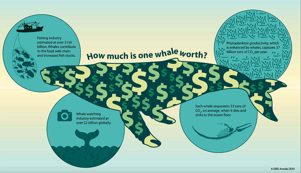 infografia mostra valor de cada baleia