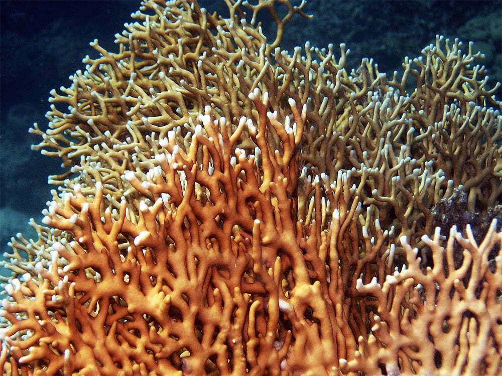 imagem de coral de fogo