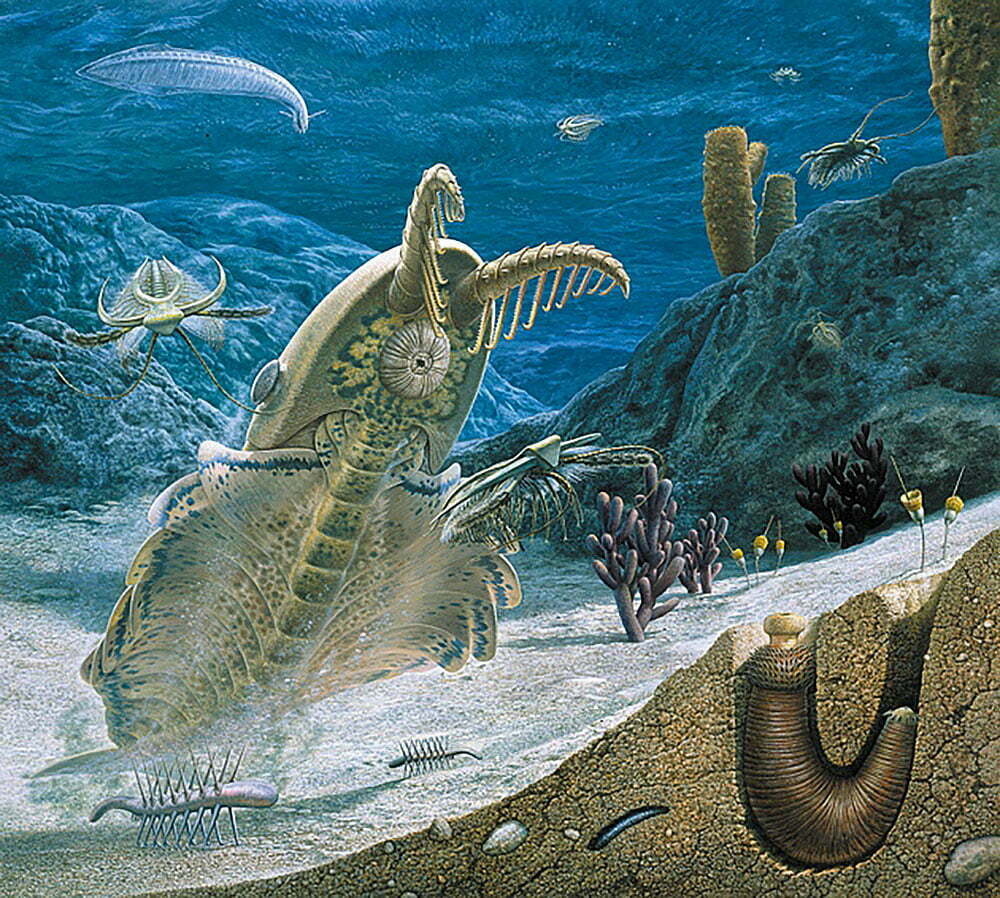 desenho de criaturas marinhas do período da explosão cambriana