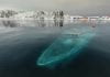 barco mar sem fim naufragado na antartica