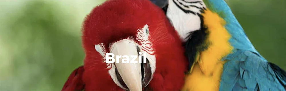 imagem de araras representam o Brasil como país de maior biodiversidade