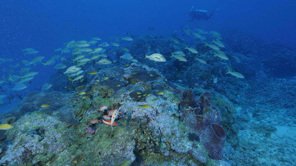 imagem de corais