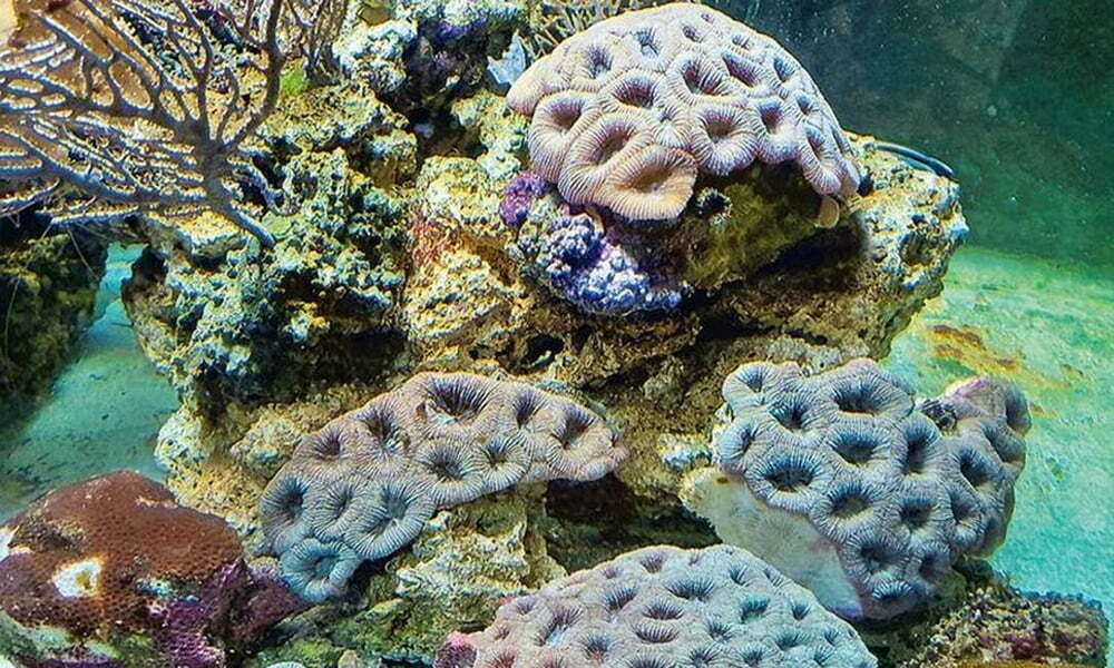 imagem de corais