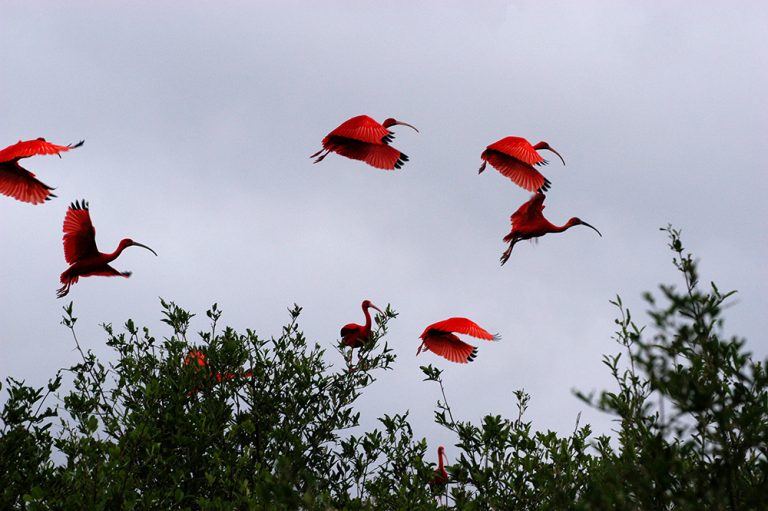 imagem de guarás em vôo