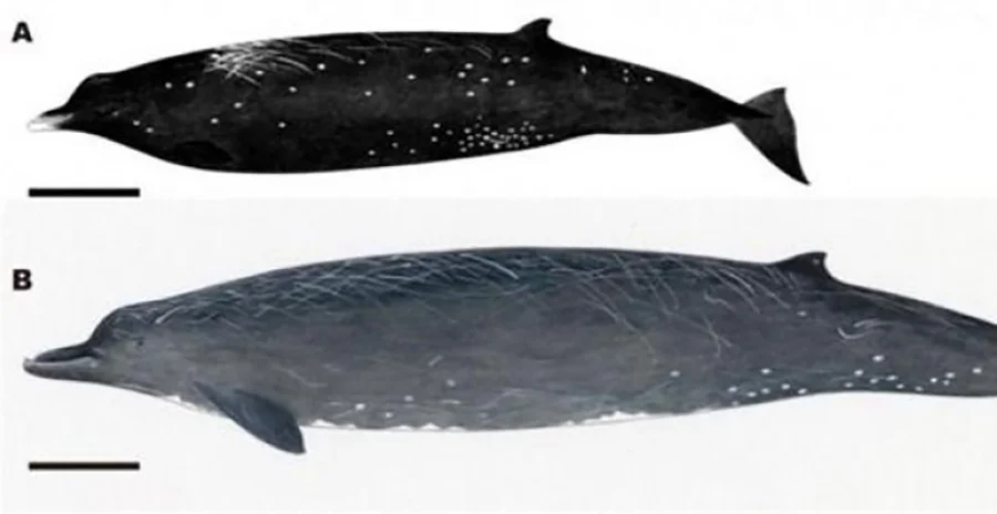 desenha de nova espécie de cetáceo, a baleia negra