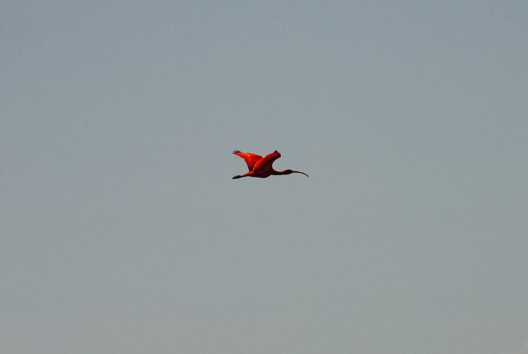 image de guará em vôo