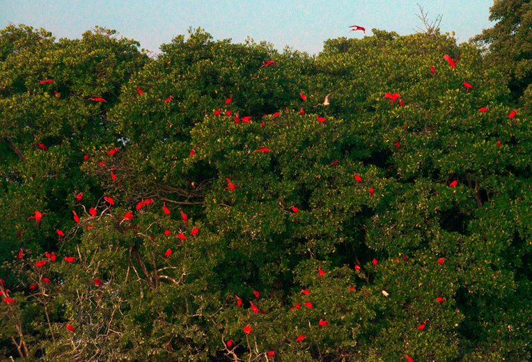 imagem de guarás em copas de arvores do mangue