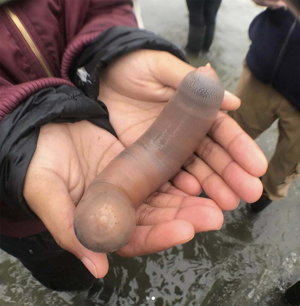 imagem do verme marinho Urechis caupo conhecido como peixe pênis