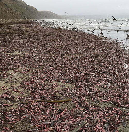 imagem de praia na Califórnia coberta por peixes pênis