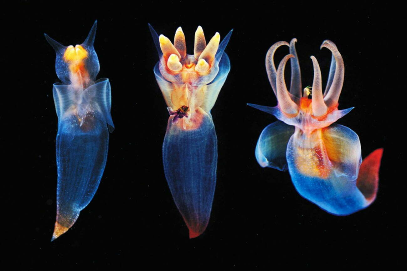 Criaturas marinhas incomuns, de demônios a anjos - Mar Sem Fim