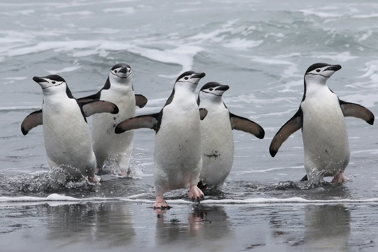 imagem de pinguins de barbicha
