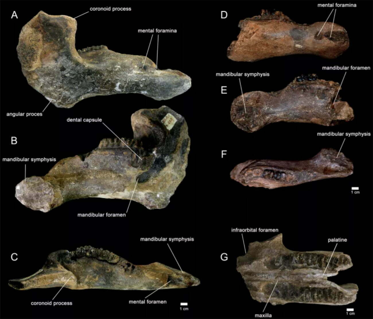 imagem de fósseis de peixe-boi