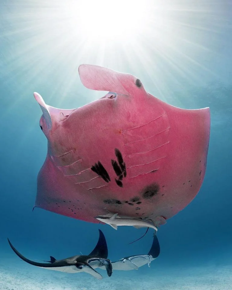 imagem de raia manta cor de rosa, outra das Criaturas marinhas incomuns