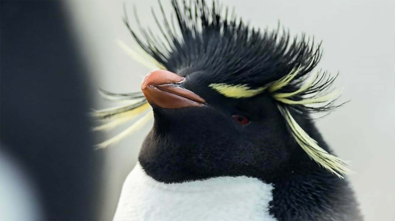 imagem de pinguim-rei
