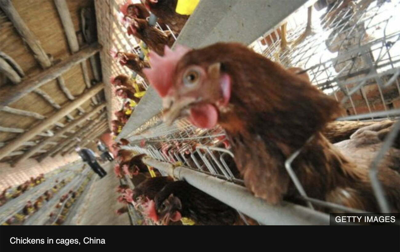 Imagem de frangos em gaiolas na China