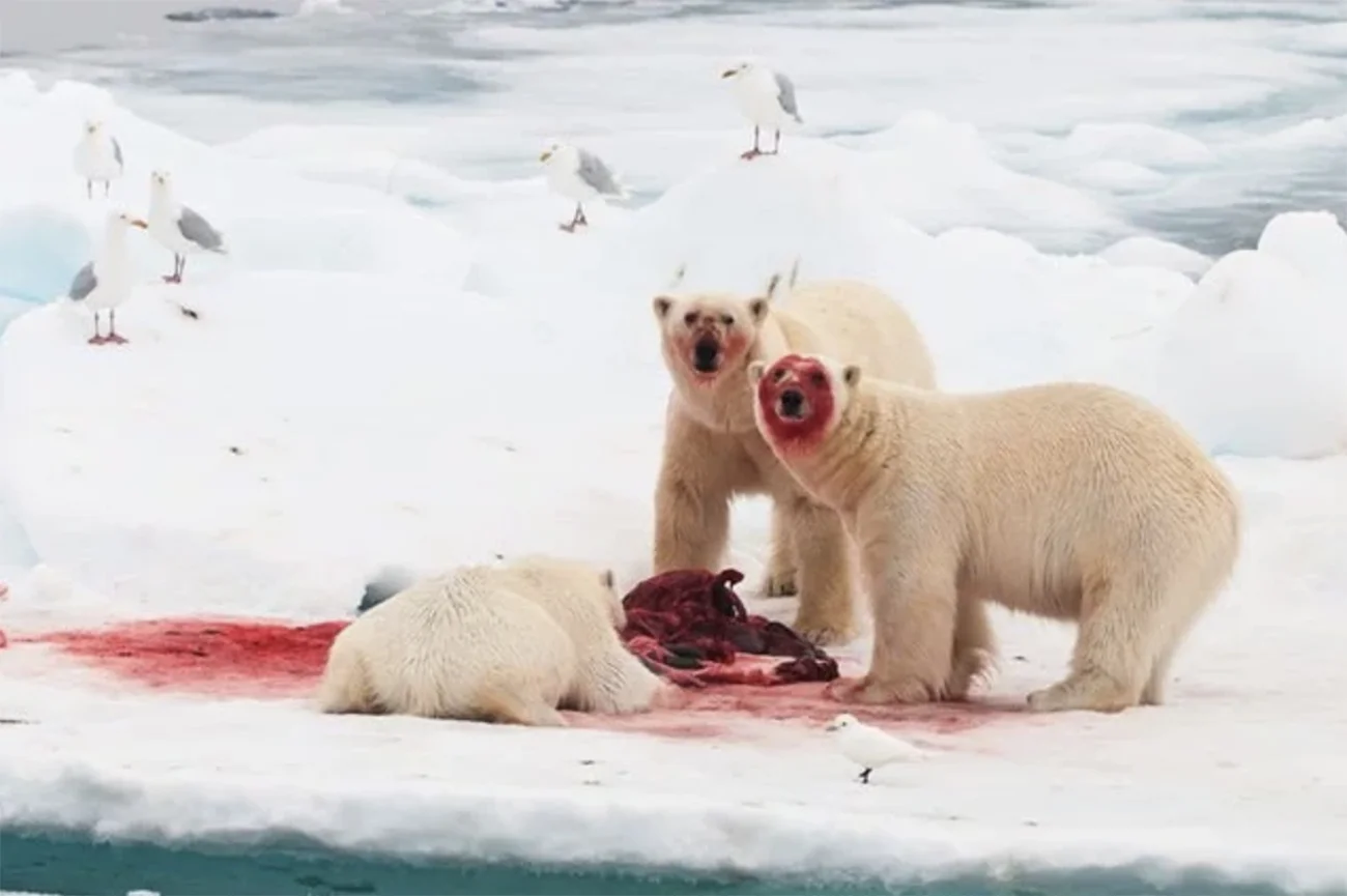 imagem de ursos polares praticando o canibalismo