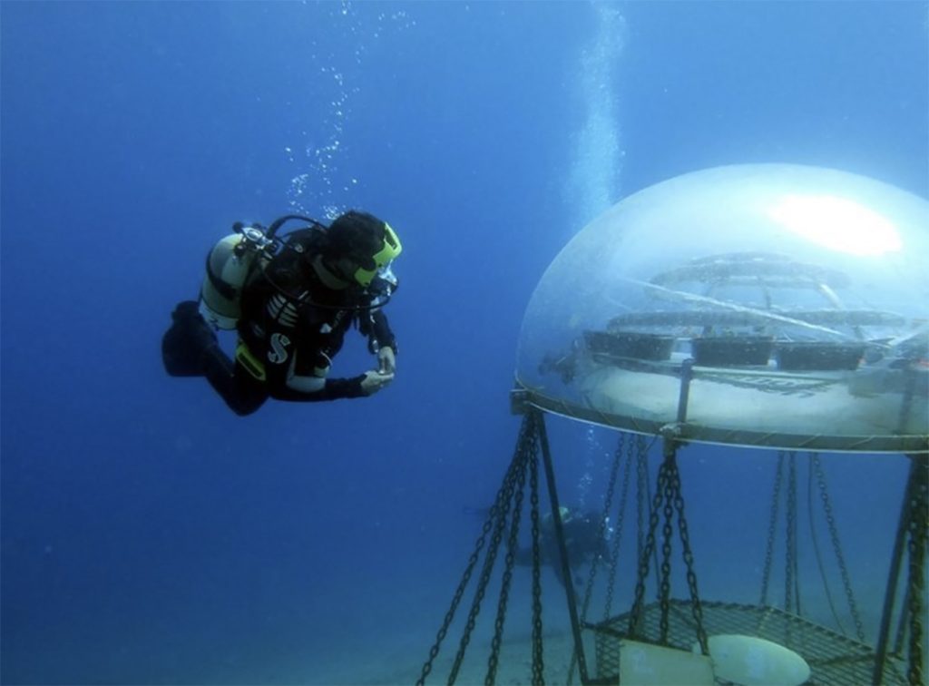 Fazenda subaquática, a primeira em ação fica na Itália - Mar Sem Fim